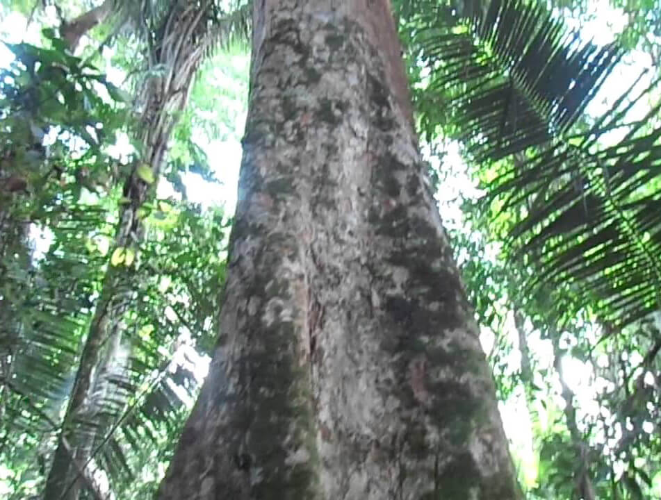 Árvore de Garapeira