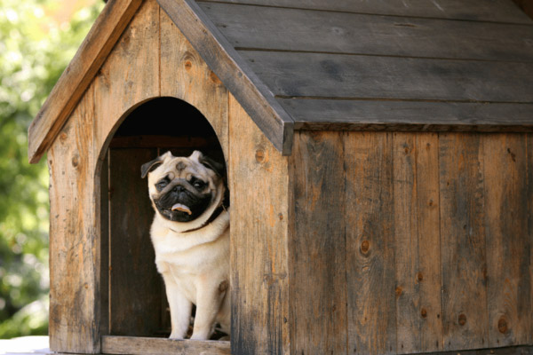 Casinha de cachorro de madeira simples